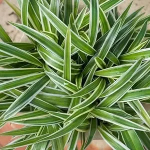 Chlorophytum Comosum, Spider Plant - Plant