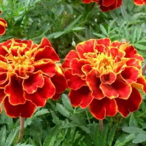 French Marigold (Zafari) (Imported Goldsmith)