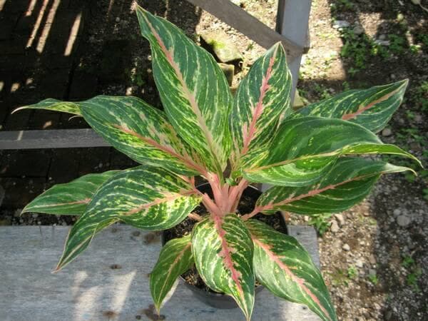  Aglaonema Butterfly  Nurture Plant