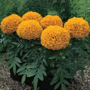 Marigold Orange Dwarf