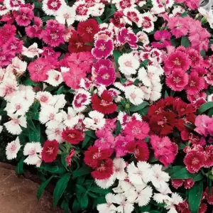 Dianthus Mixed