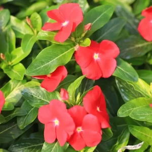 Vinca Red