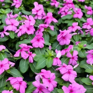 Vinca Pink