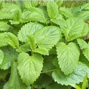 LEMON BALM - Plant