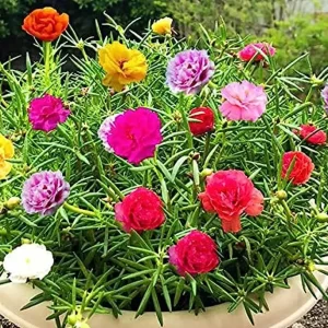 Portulaca Mixed