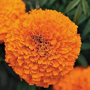 Marigold Orange (Imported Goldsmith)