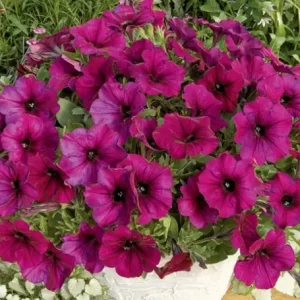 Petunia Burgundy