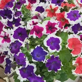 Mixed Petunia Picotee