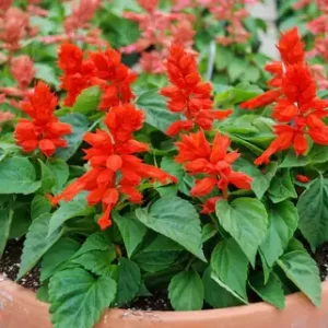 Red Salvia