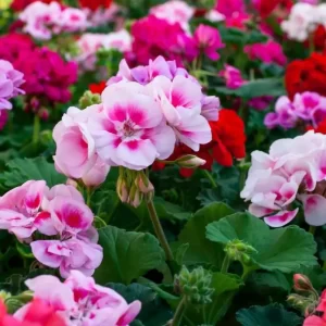Geranium Mixed