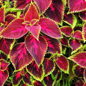 Coleus Flower Plants