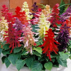 Mixed Salvia