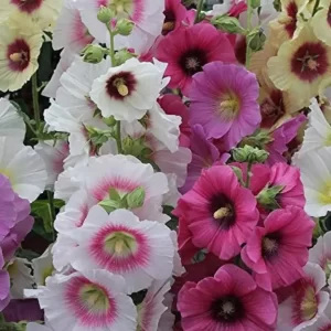 Mixed Hollyhock