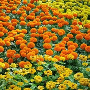Kolkata Marigold Mixed