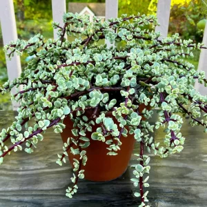 Elephant bush, Portulacaria afra, Jade plant (Green) - Succulent Plant