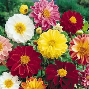 Mixed Dahlia