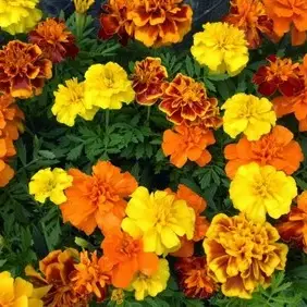 Marigold Mixed Dwarf