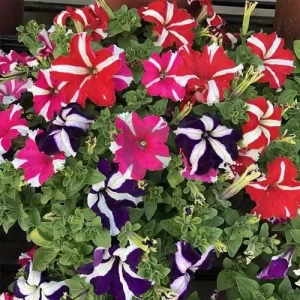 Petunia Star Mixed