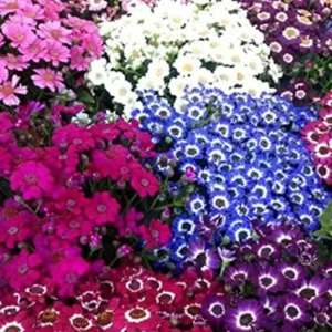 Mixed Cineraria Flower Plant