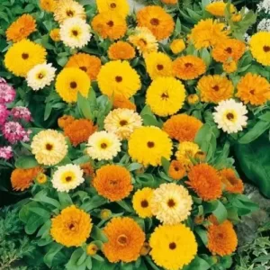 Mixed Calendula Flower