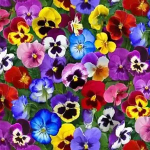 Pansy Mixed