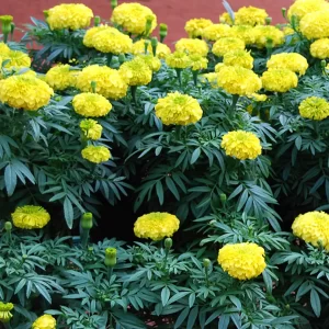Marigold Yellow Dwarf