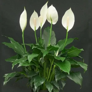 Peace Lily, Spathiphyllum - Plant