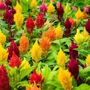 Celosia Mixed