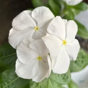 Vinca White