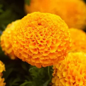 Kolkata Marigold Orange