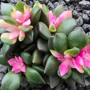 Anacampseros Rufescens