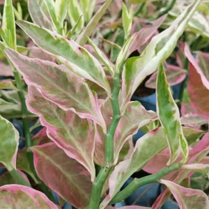 Dwarf 'Variegated' Devil's Backbone
