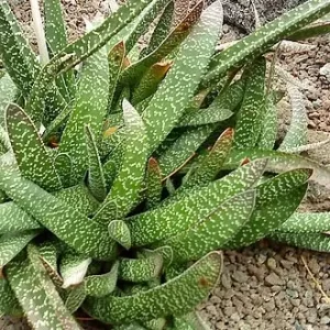 Gasteria carinata