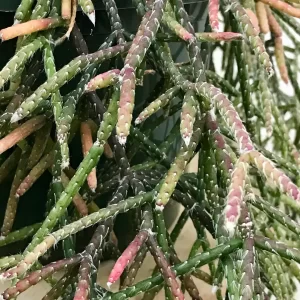 Erythrorhipsalis Pilocarpa-Hairy Stemmed Rhipsalis