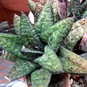 Gasteria Batesiana