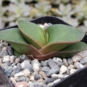 Gasteria Armstrongii