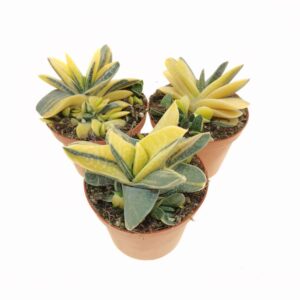 Gasteria gracilis f. varieg