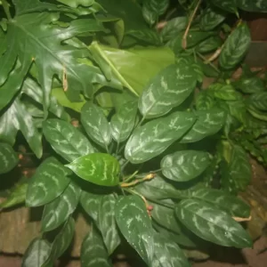 Improving-work-environment / productivity