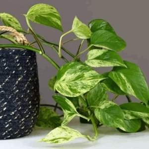 Low Maintanance Plant