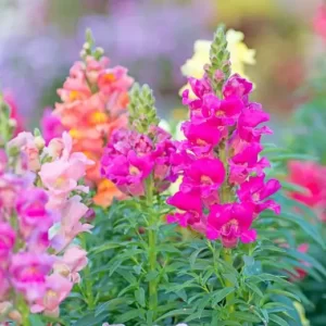 Winter Season Flower